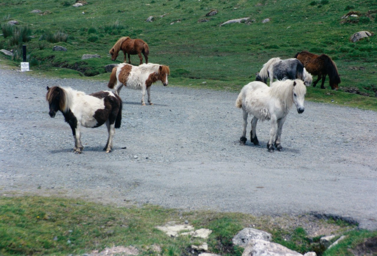 Dartmoor ponies June 2000 3